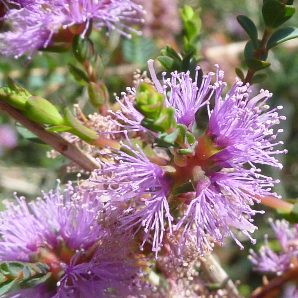 Melaleuca gibbosa - Cajeputier