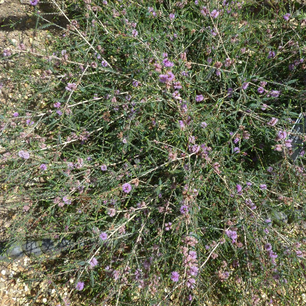 Melaleuca gibbosa - Cajeputier