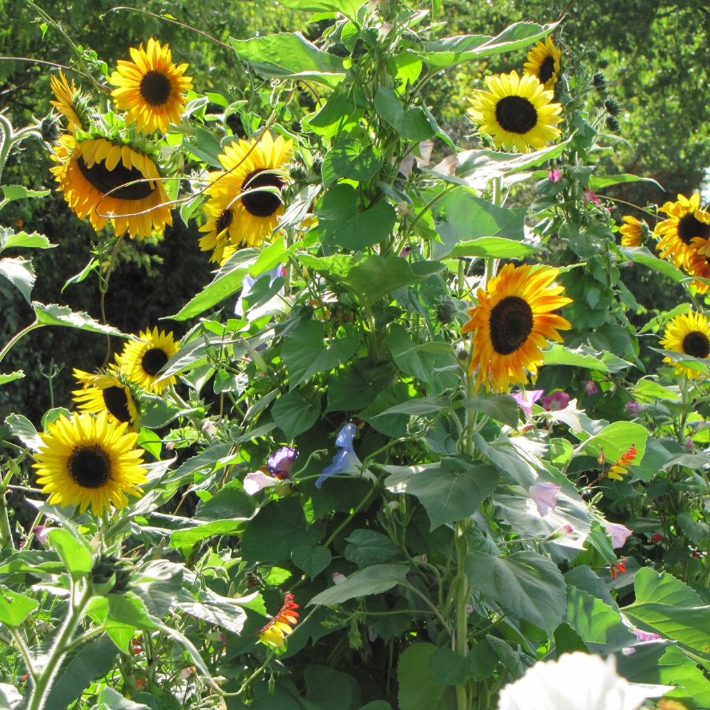 Mélange de fleurs brise-vue (tournesols et grimpantes)