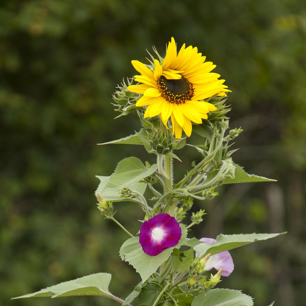 Mélange de fleurs brise-vue (tournesols et grimpantes)