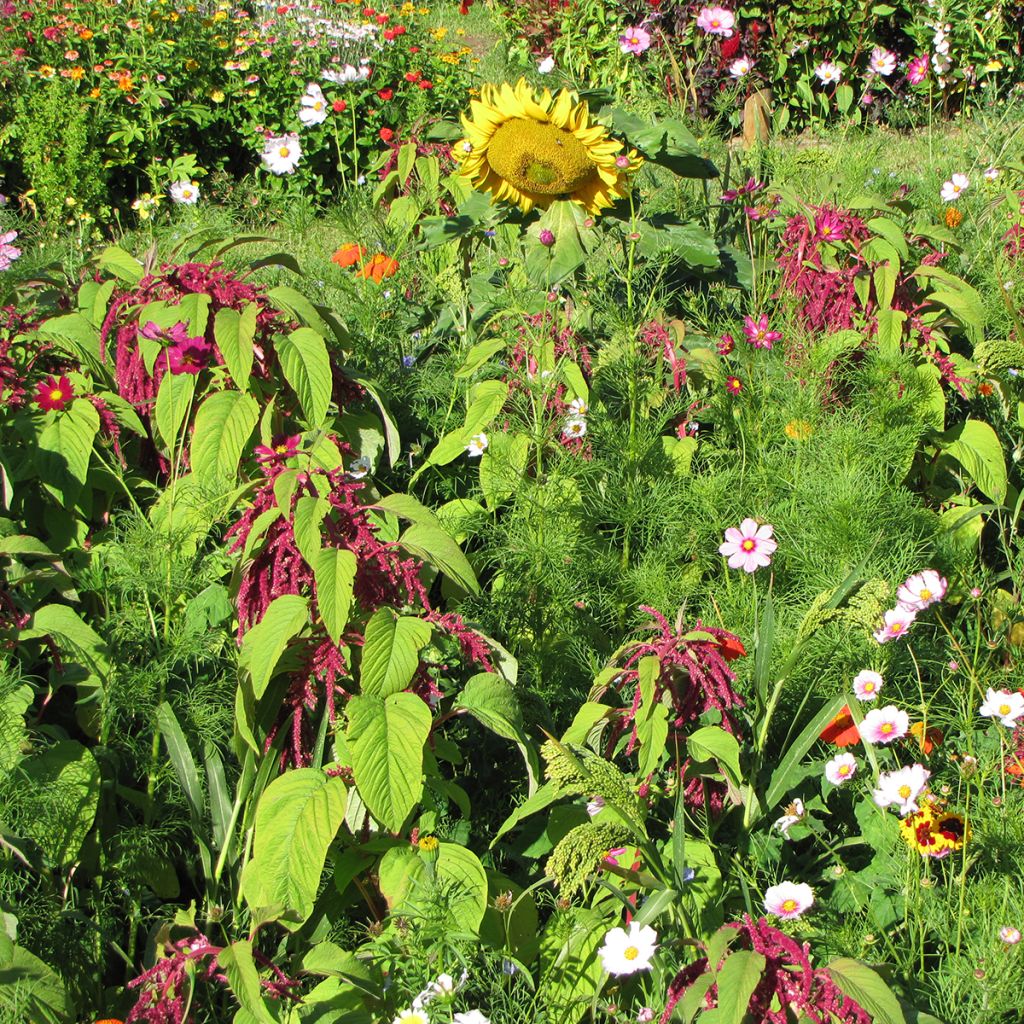 Mélange de fleurs pour Oiseaux BIO