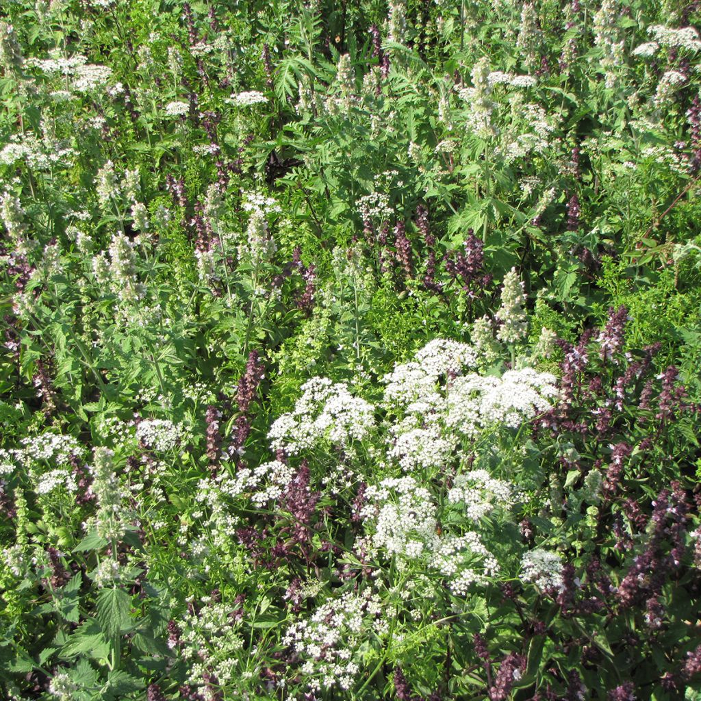 Mélange de fleurs pour éloigner les moustiques