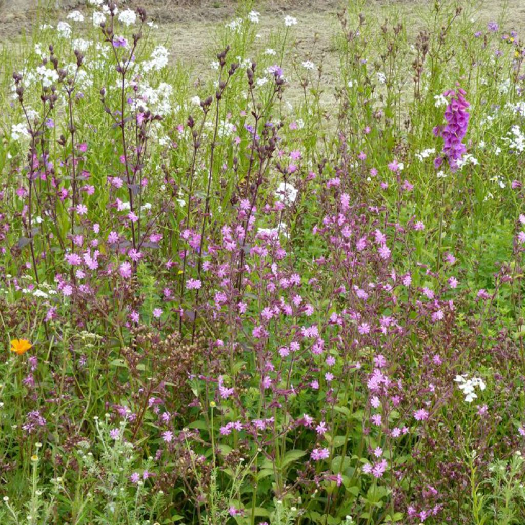 Mélange de fleurs sauvages Ombres & Lumières 