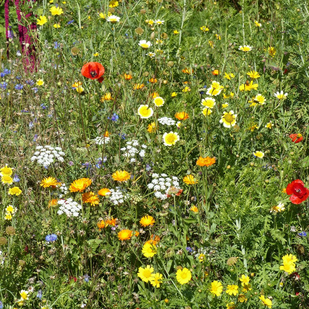 Mélange de fleurs sauvages Origine France