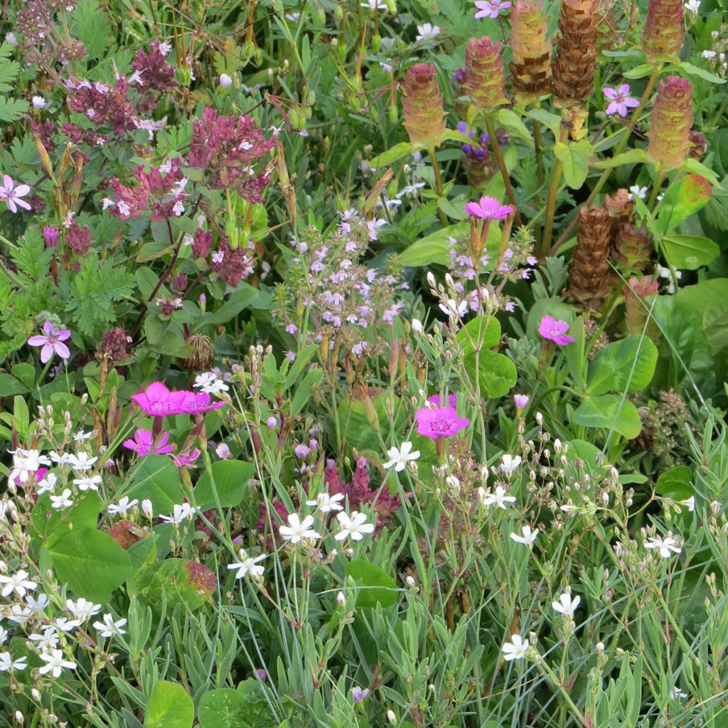 Mélange de fleurs vivaces couvre-sol, pour sols secs et superficiels