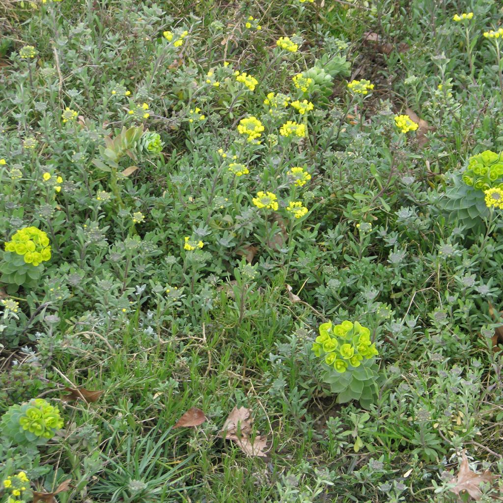 Mélange de fleurs vivaces couvre-sol, pour sols secs et superficiels