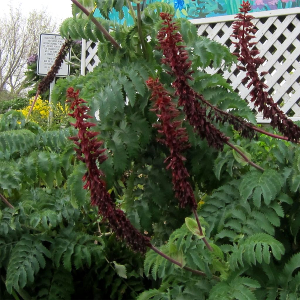 Melianthus major - Melero