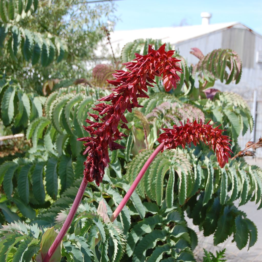 Melianthus major - Melero