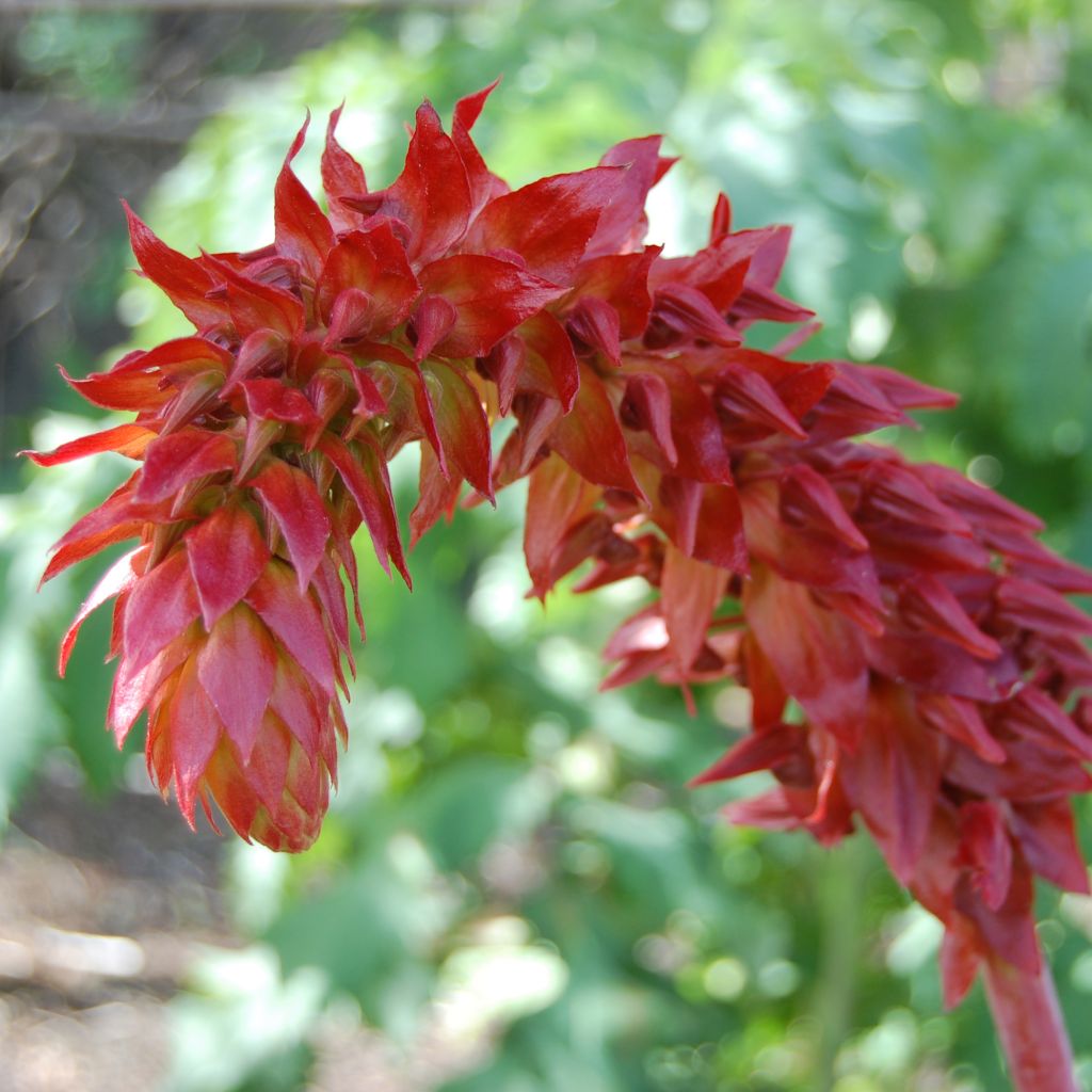 Melianthus major - Melero