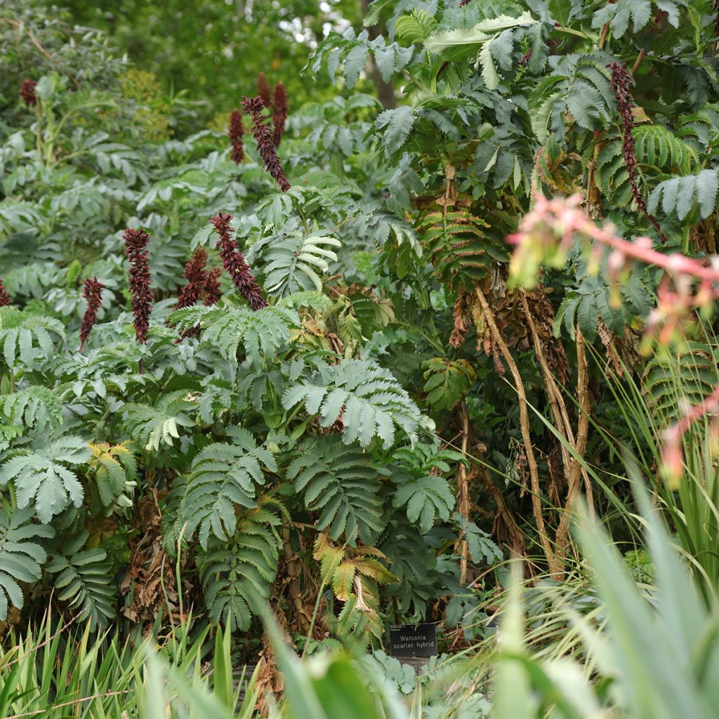 Melianthus major - Melero