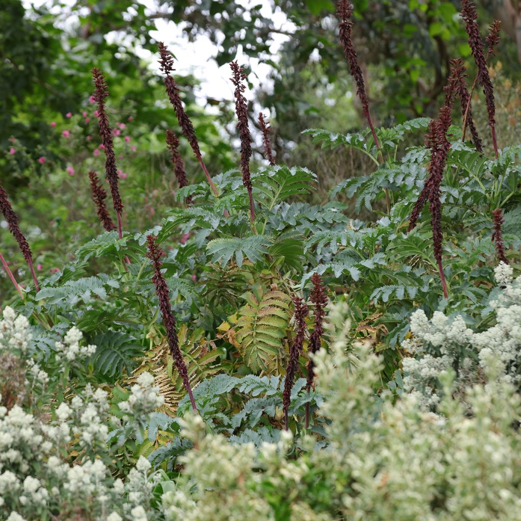 Melianthus major - Melero