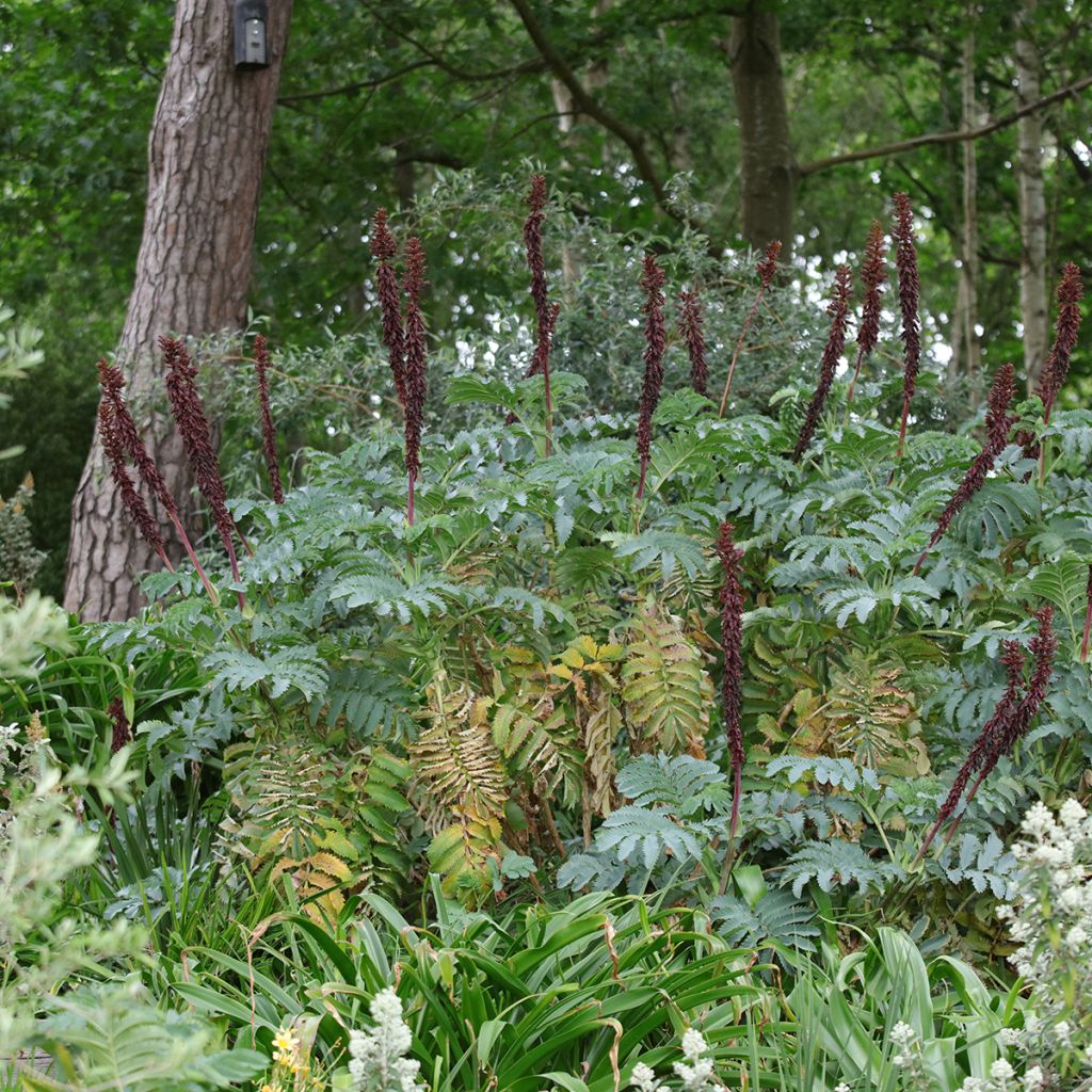 Melianthus major - Melero