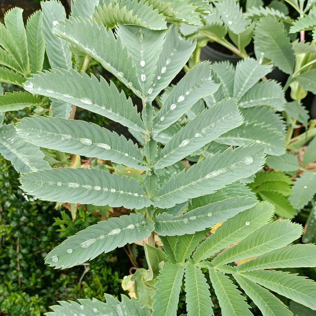 Melianthus major - Melero