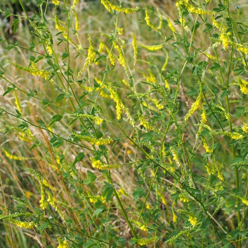 Mélilot jaune 250 m² - Engrais vert