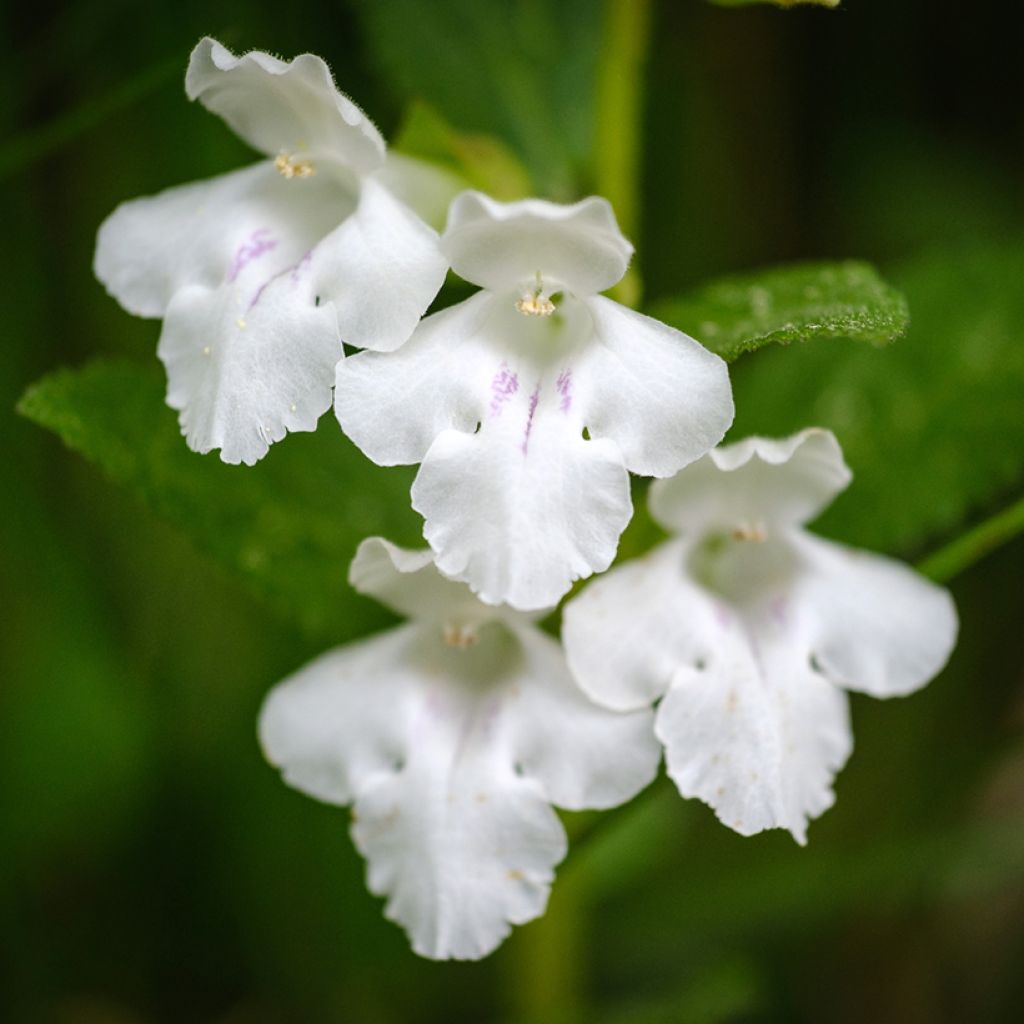 Melittis melissophyllum Alba - Melisa bastarda