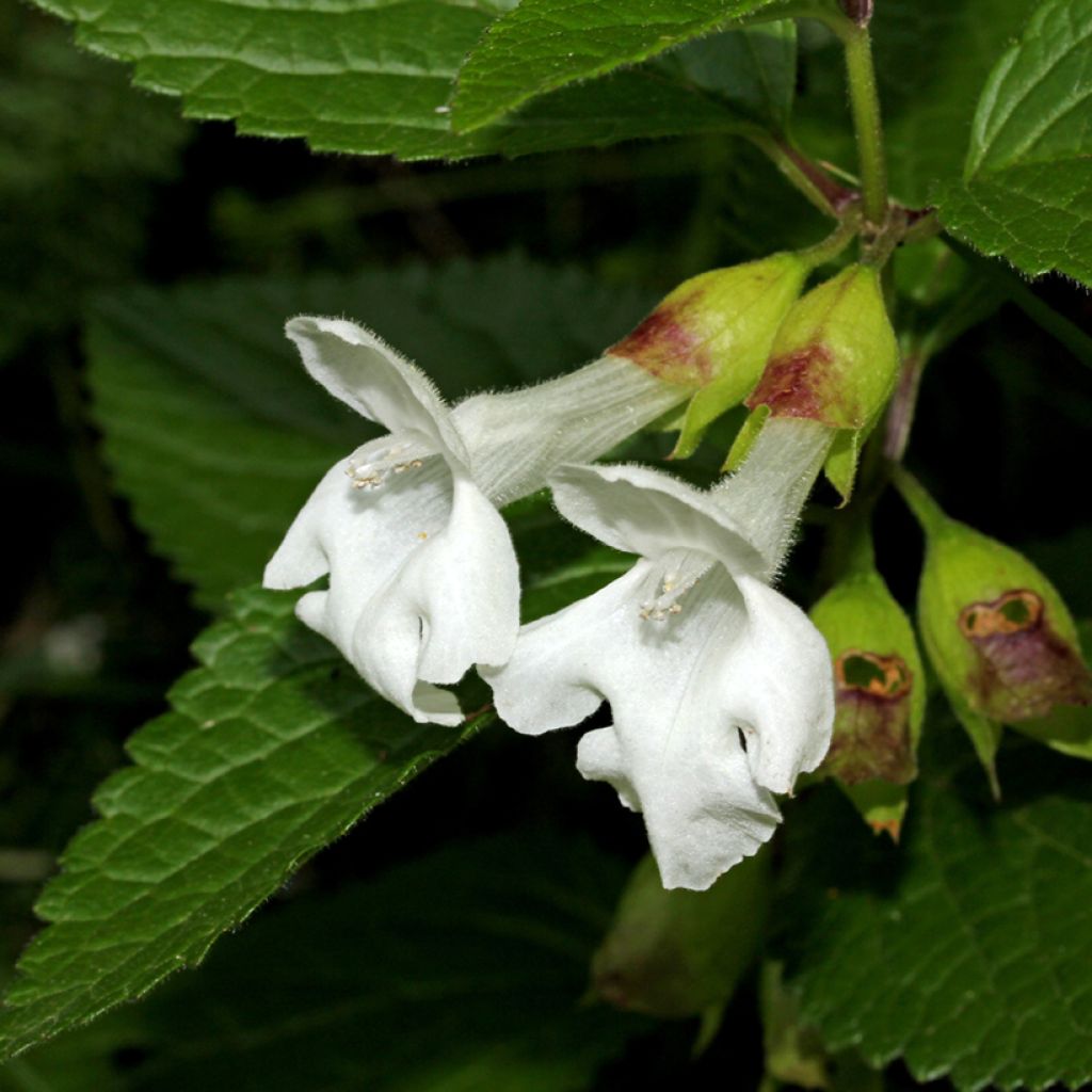 Melittis melissophyllum Alba - Melisa bastarda