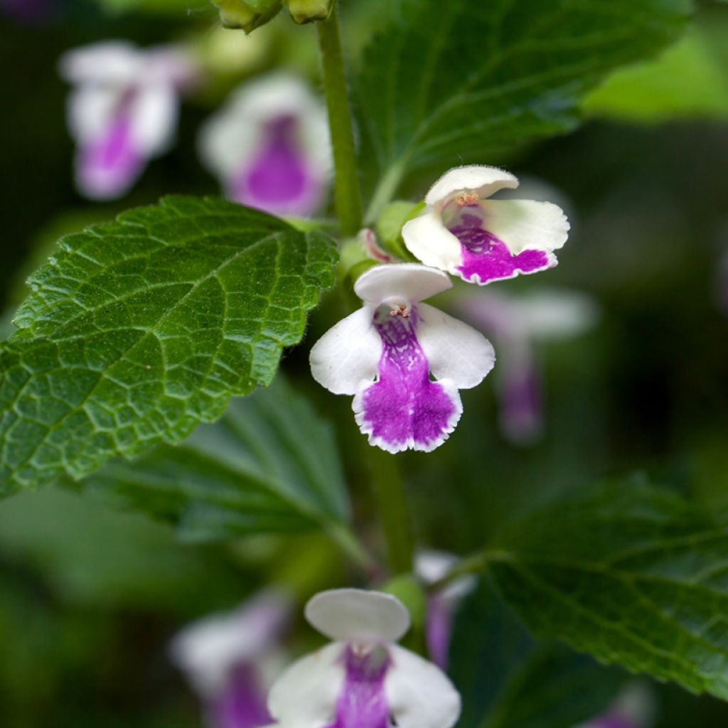 Melittis melissophyllum Royal Velvet - Melisa bastarda