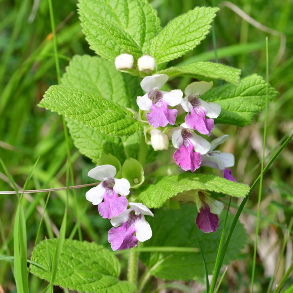 Melittis melissophyllum Royal Velvet - Melisa bastarda