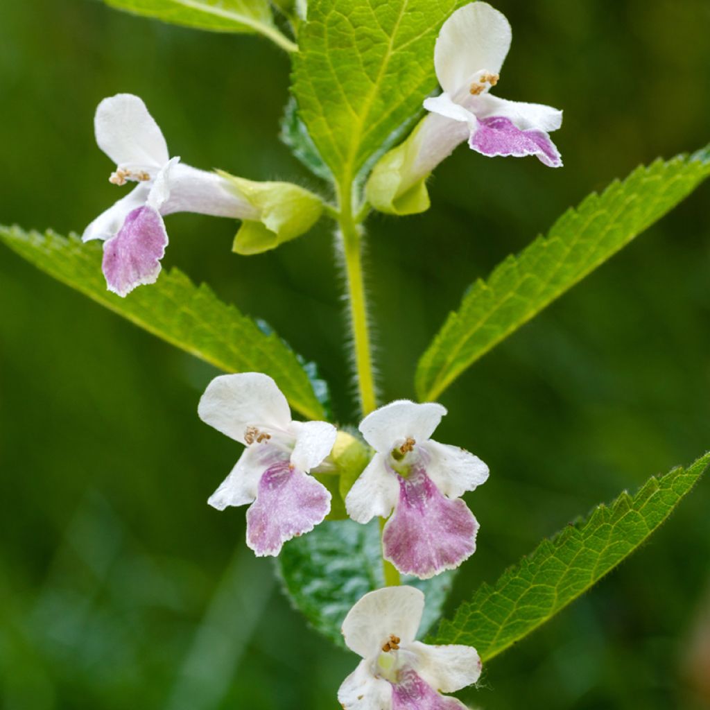 Melittis melissophyllum - Melisa bastarda