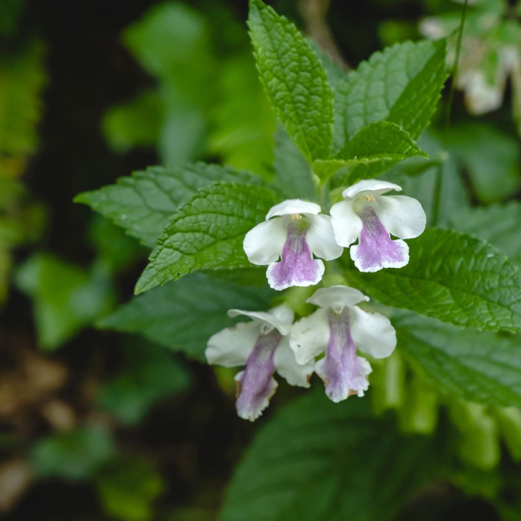 Melittis melissophyllum - Melisa bastarda