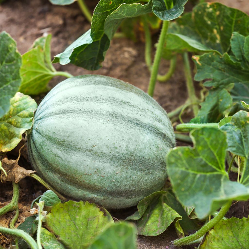 Melón Ancien Vieille France