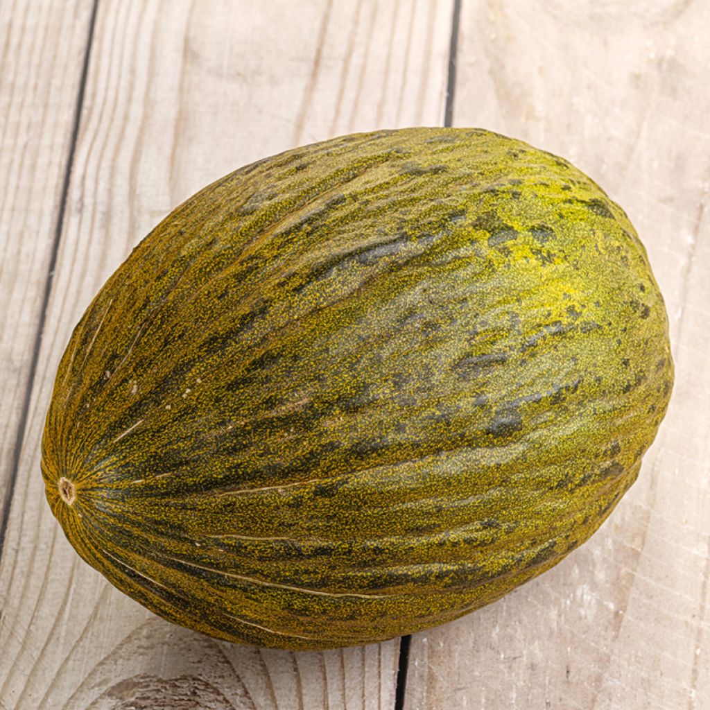 Melón Cavaillon