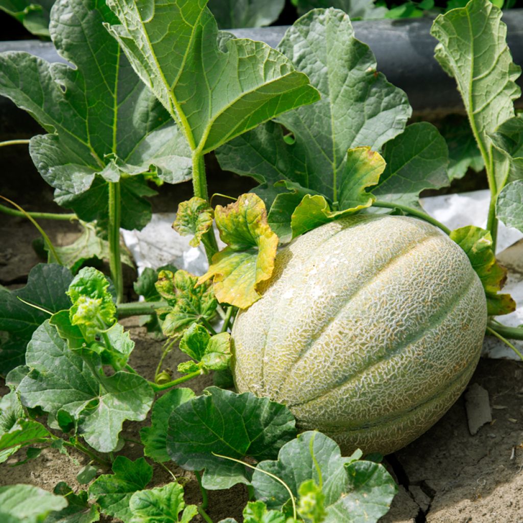 Melón Charentais Bio - Ferme de Sainte Marthe