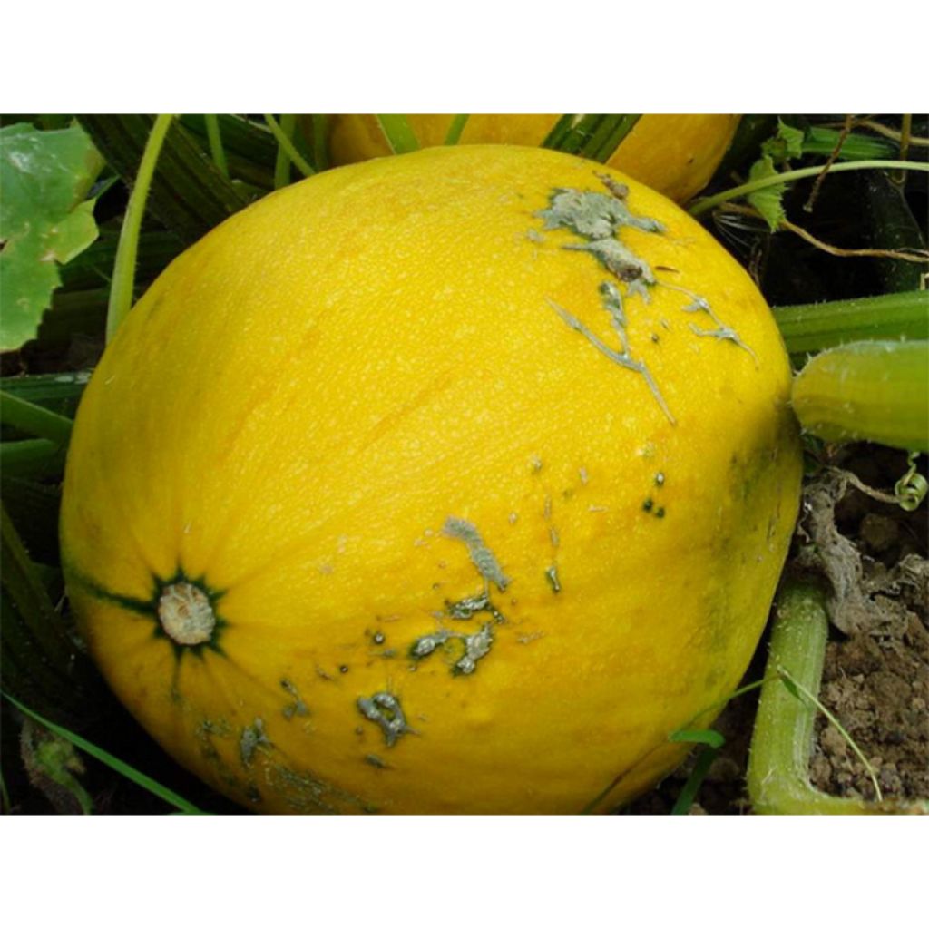 Melón Jaune Canari 2