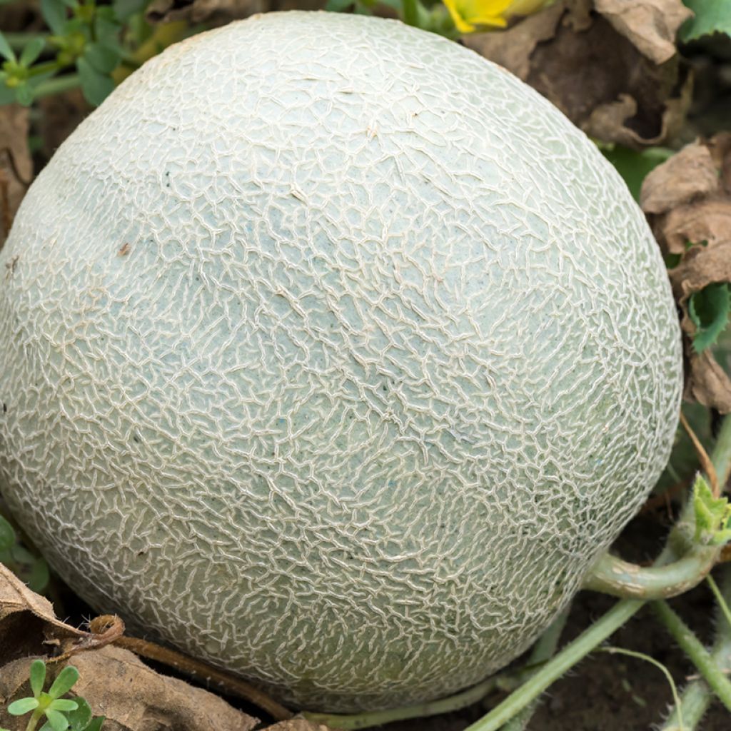 Melón Sucrin de Tours Bio - Ferme de Sainte Marthe