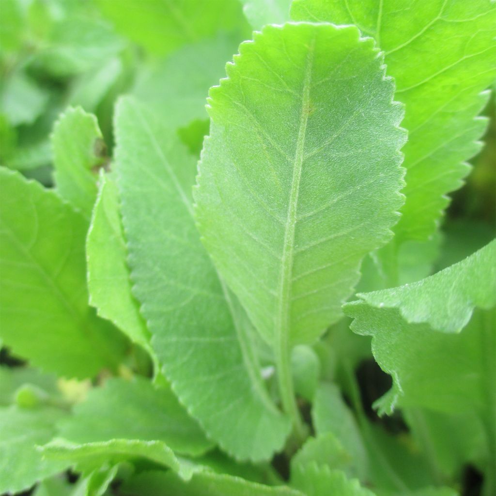 Hierba de Santa María - Tanacetum balsamita