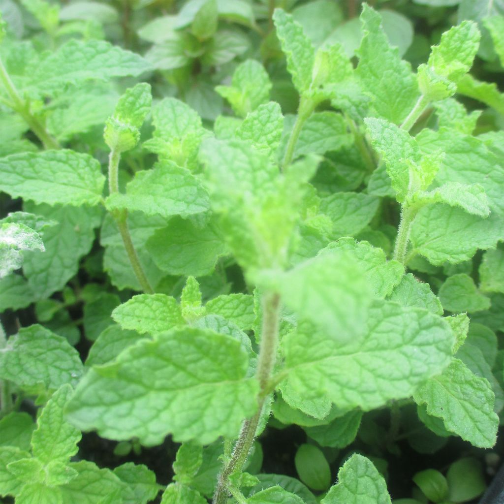 Mentha Fraise - Mentha spicata X Fraise