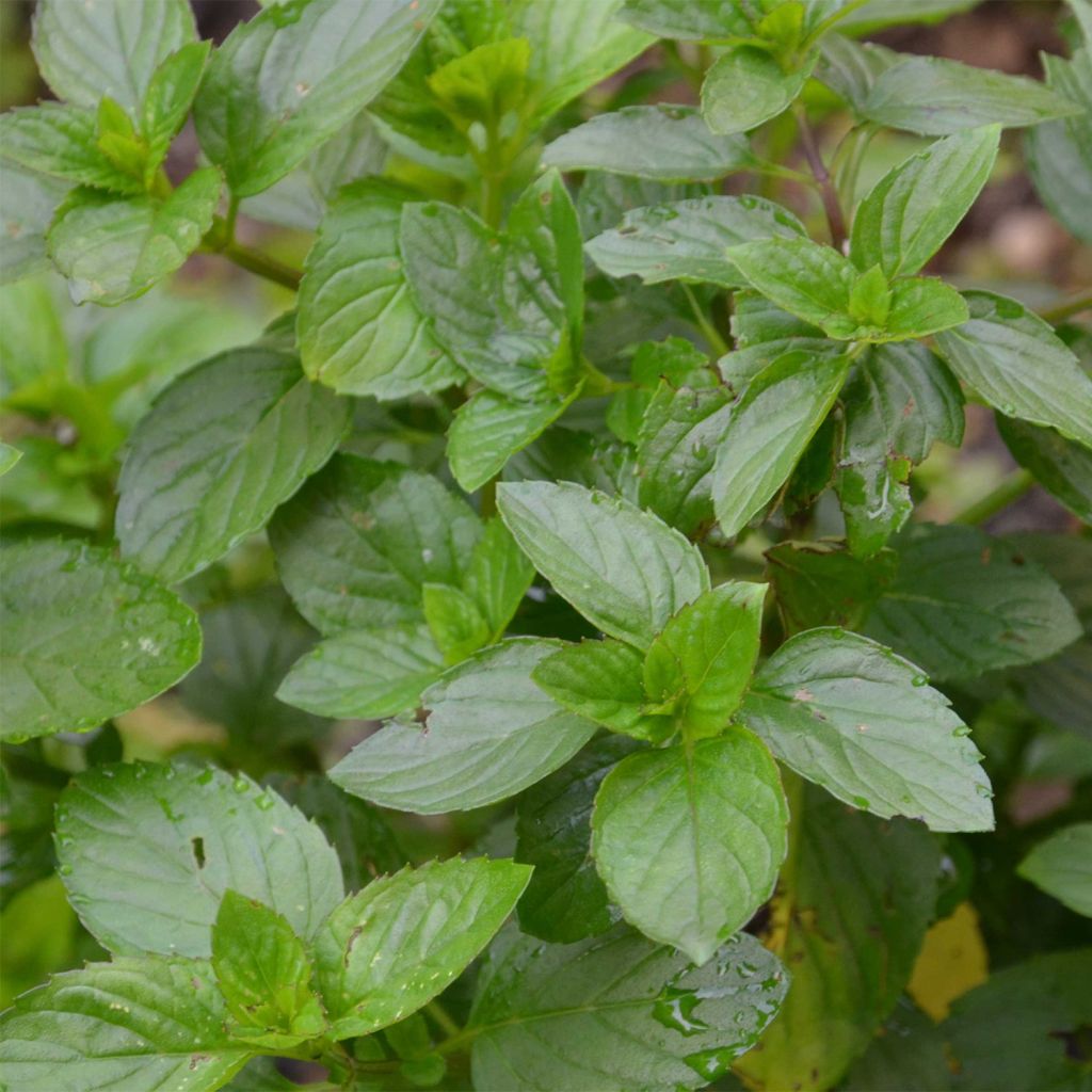 Mentha Goût d'Orange - Mentha citrata Goût d'Orange