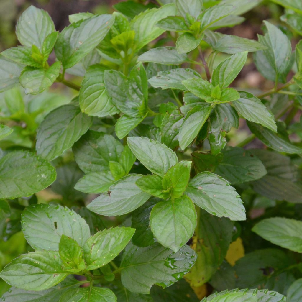 Menta bergamota Bergamote