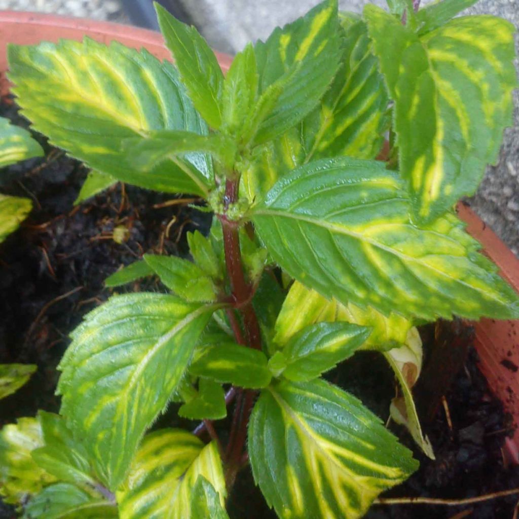 Mentha gingembre - Mentha piperita Ginger