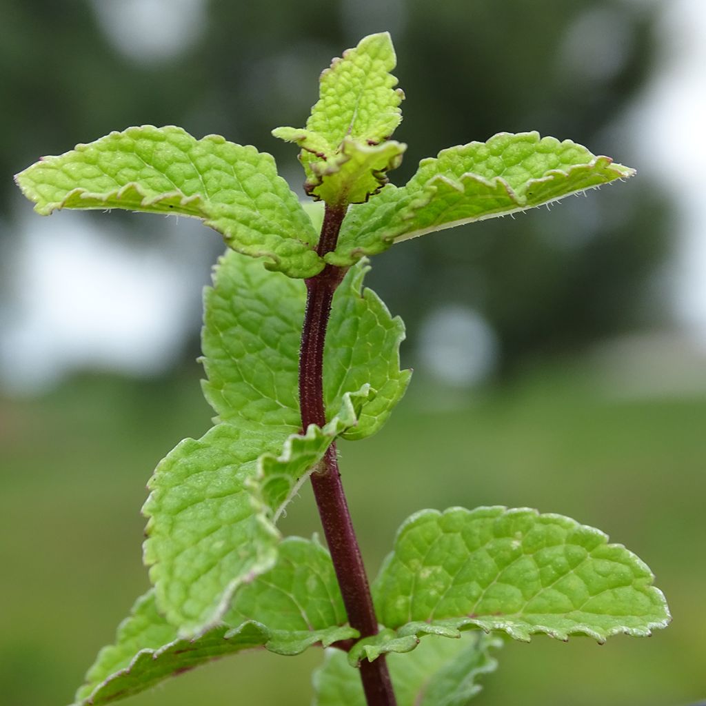 Menta china