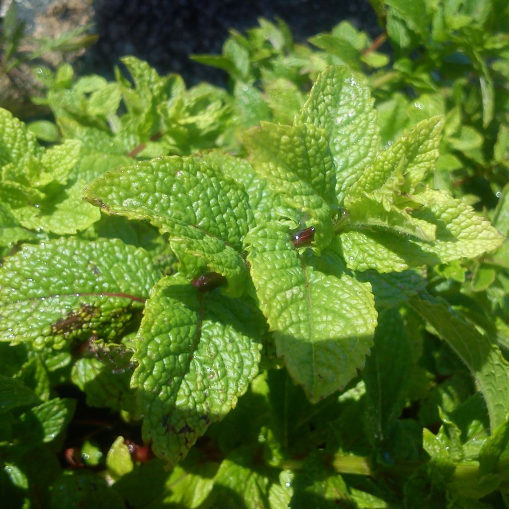 Mentha marocaine - Mentha spicata Nannah