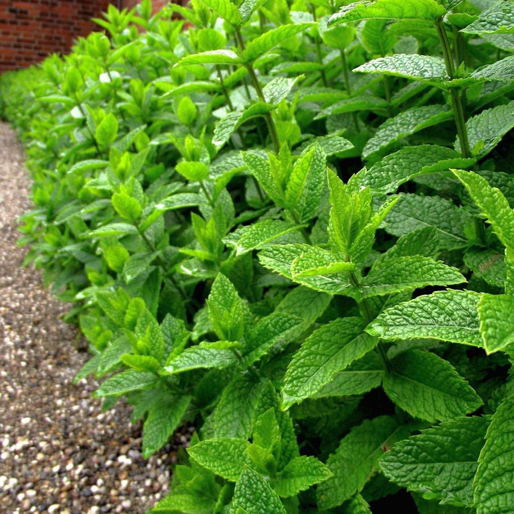 Menthe poivrée - Mentha piperata en plant BIO