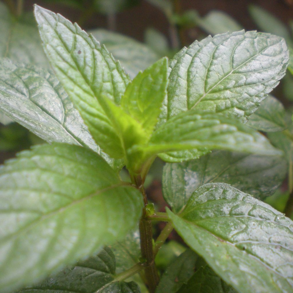 Menta Romana Rossa