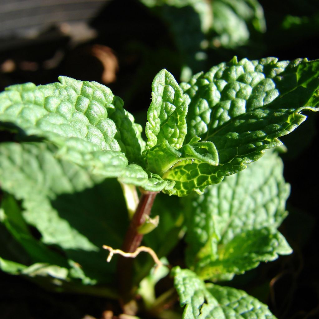 Menthe Tashkent - Mentha spicata Tashkent