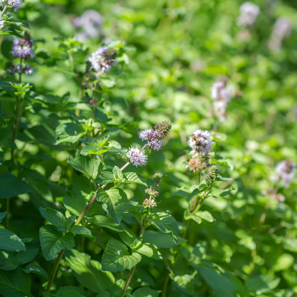 Menta de agua - Mentha aquatica