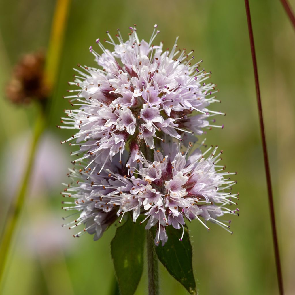 Menta de agua - Mentha aquatica