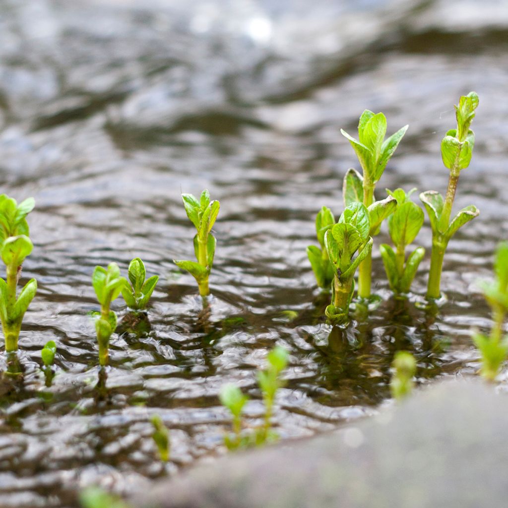 Menta de agua - Mentha aquatica