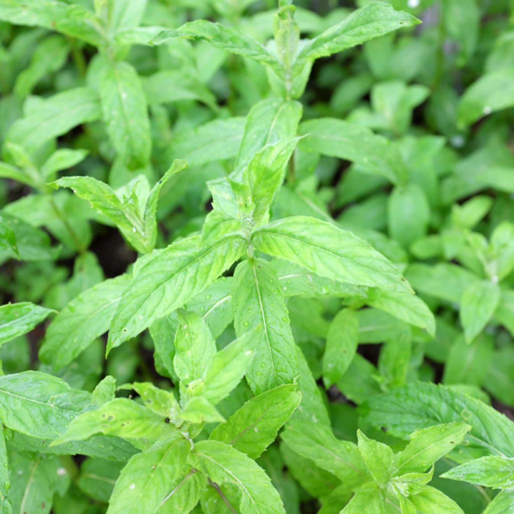 Menta japonesa