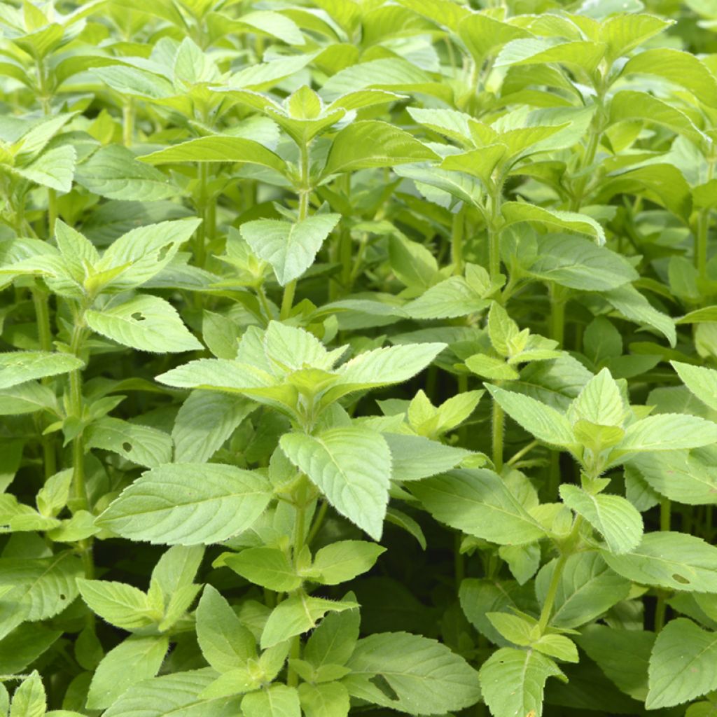 Menthe banane - Mentha arvensis Banana 