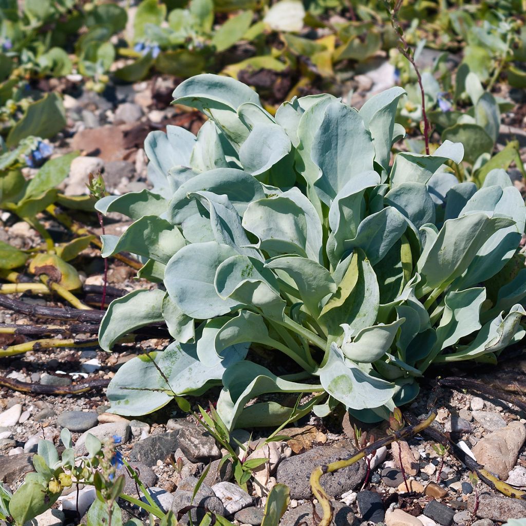 Ostra vegetal (semillas) - Mertensia maritima