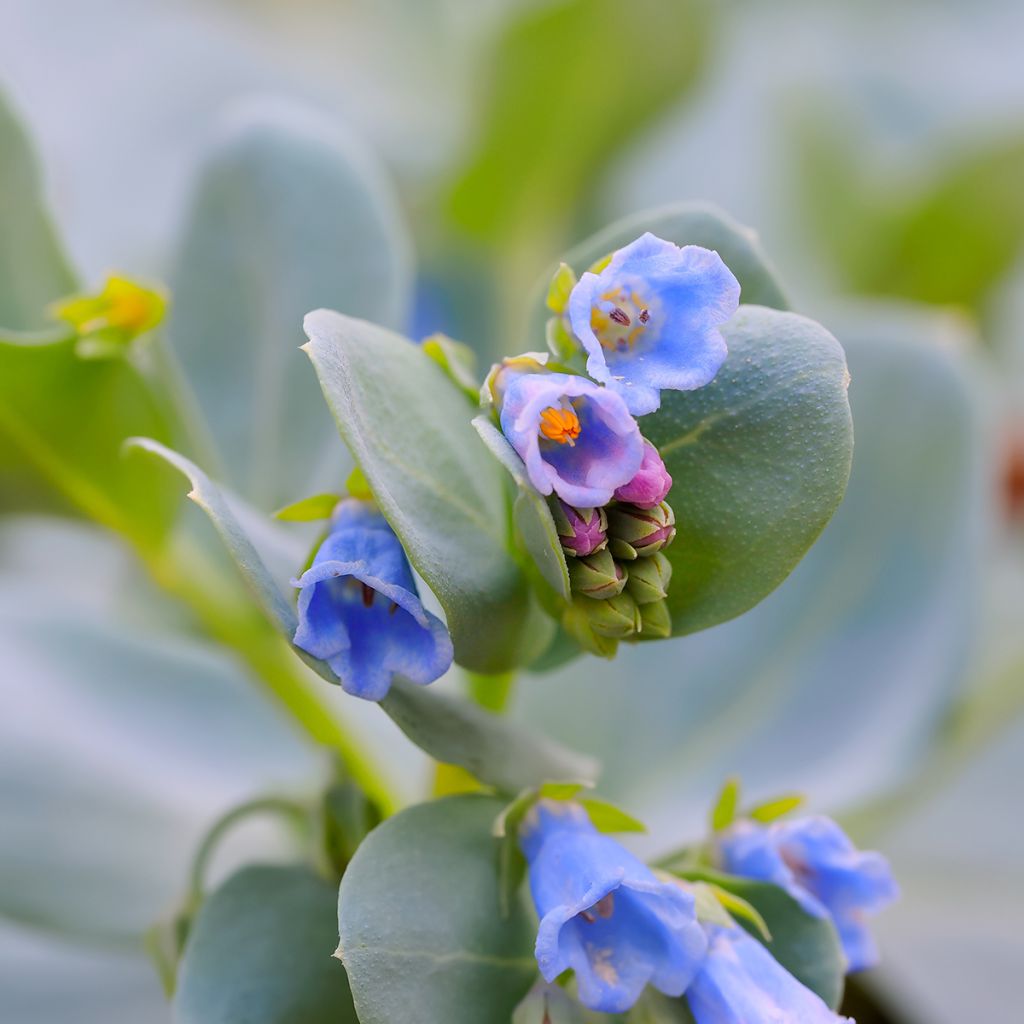 Ostra vegetal (semillas) - Mertensia maritima