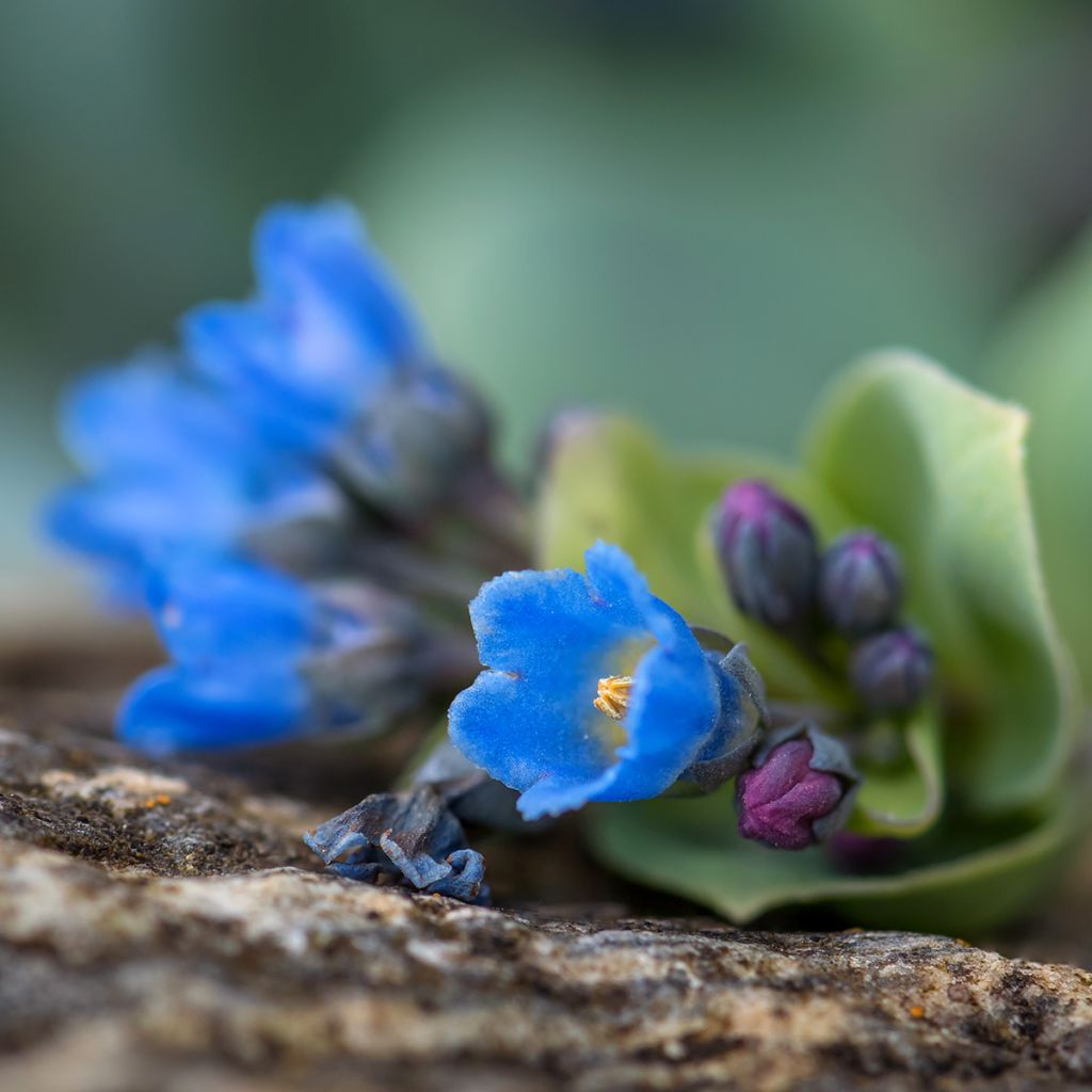 Ostra vegetal (semillas) - Mertensia maritima