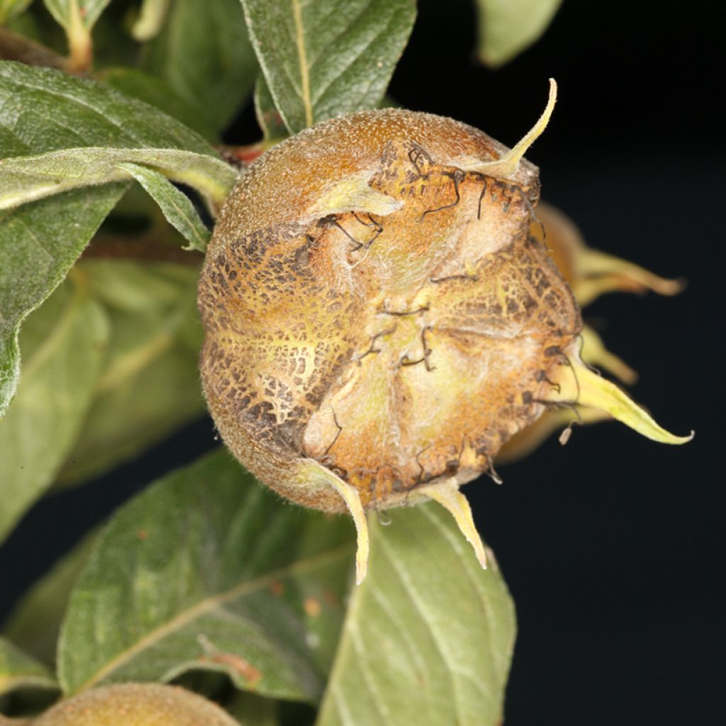 Níspero común Macrocarpa