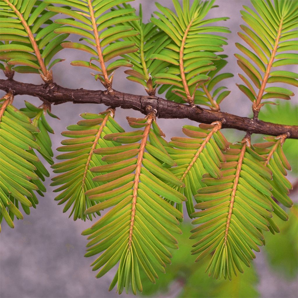 Metasequoia glyptostroboides Amber Glow