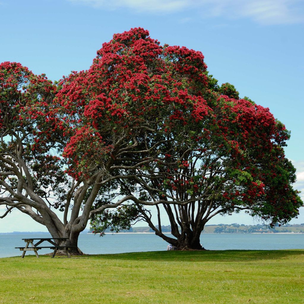 Metrosideros excelsa - Arbre de Noël de Nouvelle-Zélande